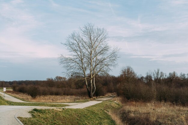 Foto weg door bomen op het veld tegen de lucht