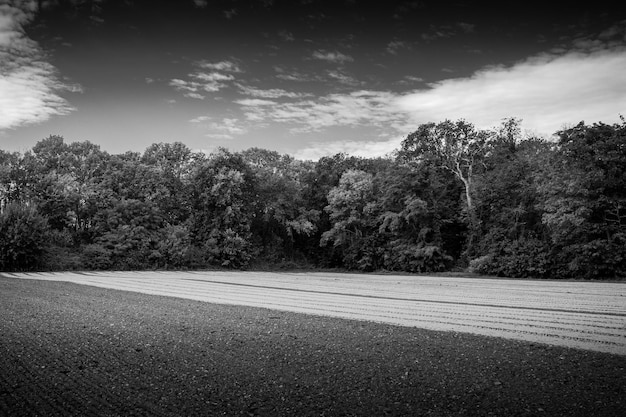 Weg door bomen tegen de lucht