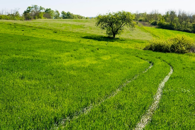 Weg door een weiland