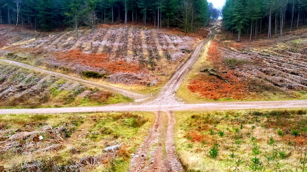 Foto weg door het bos.