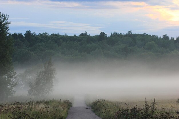 Foto weg door het bos.