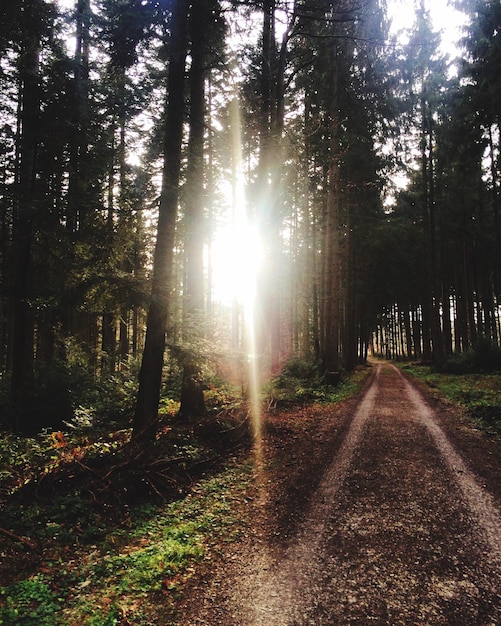 Weg door het bos