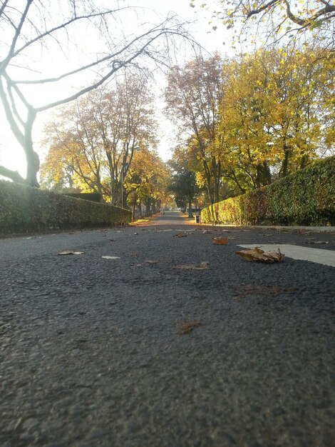 Foto weg door het bos.