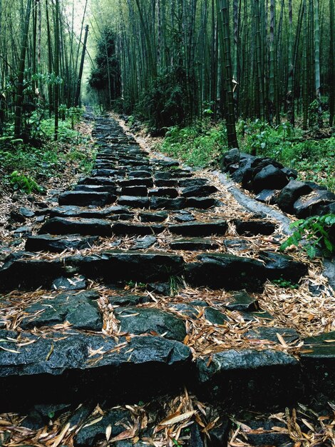 Weg door het bos.