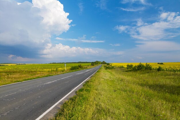 Weg door het gele zonnebloemveld