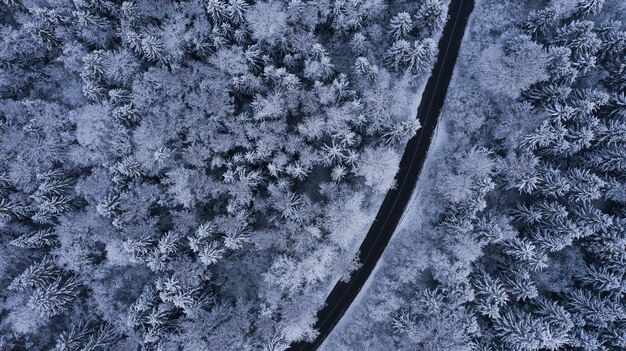 Foto weg door winterbos