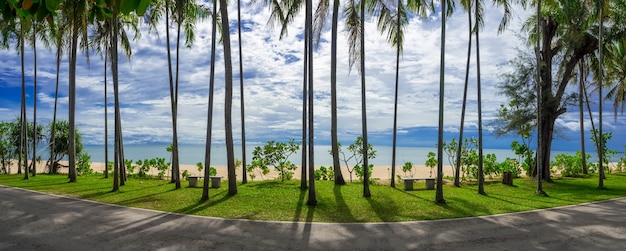 Weg en palmtuin dichtbij het mooie strand