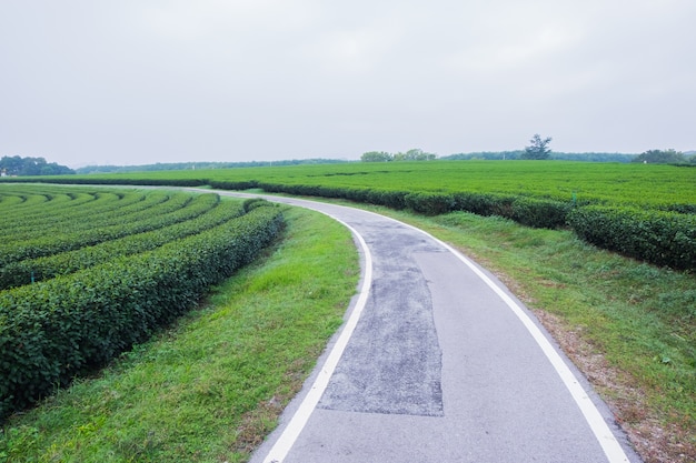 Weg en theelandbouwbedrijf