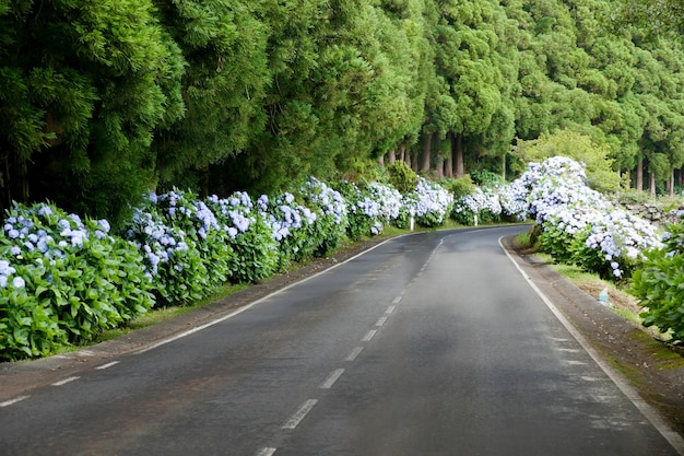 Weg geflankeerd door hortensia's