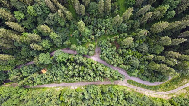 Weg in de bergen door honderd jaar oude bomen