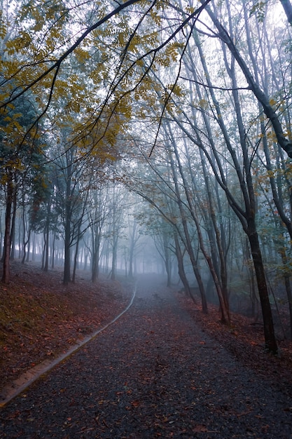 Weg in de bergen in de herfstseizoen in Bilbao, Spanje