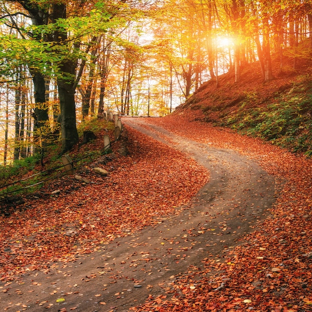 Weg in de herfst bos