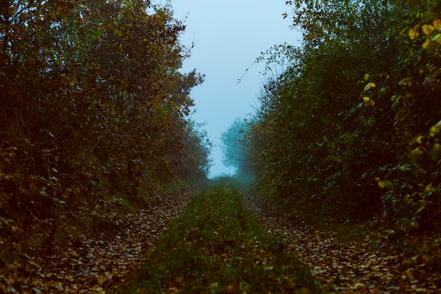 Weg in de kloof tijdens de herfstmist