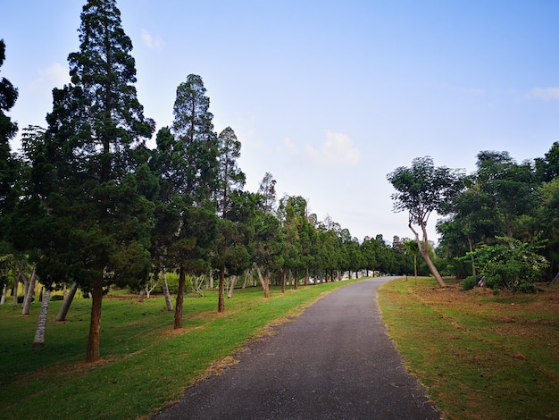 Weg in de tuin en bomen in chiang rai thailand