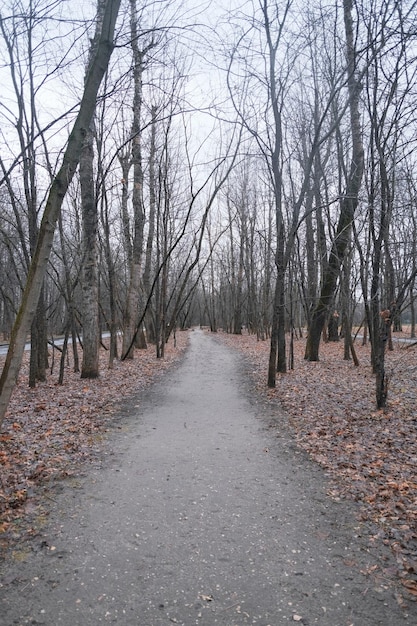 weg in de verte in een herfstpark in regenachtig weer met veel gevallen bladeren