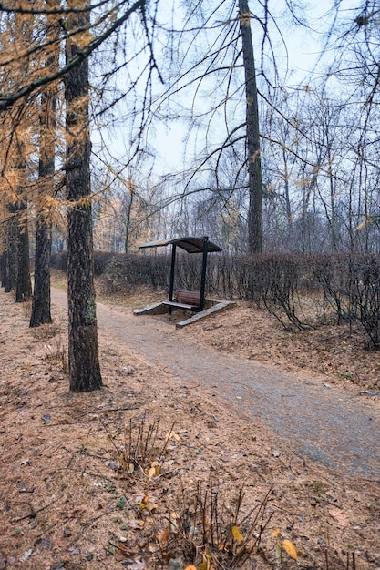 weg in de verte in een stad herfst park met naaldbomen met gele naalden