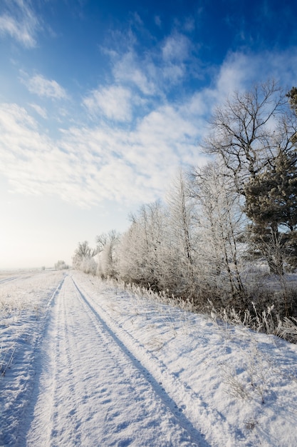 Weg in de winter langs bomen