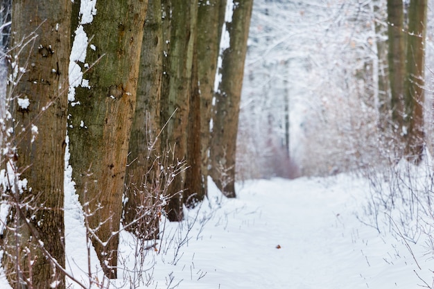 Weg in de winterbos dichtbij dikke boomboomstammen_