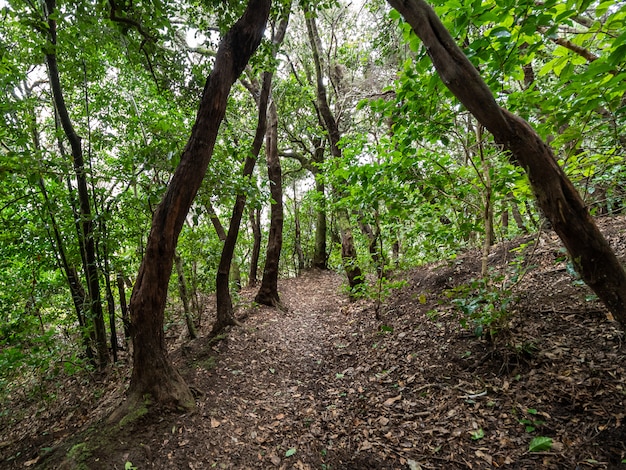 Weg in een bos met gebladerte