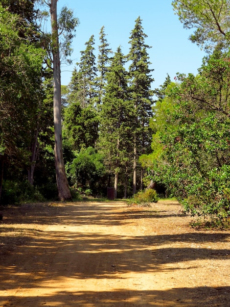 Weg in een bos