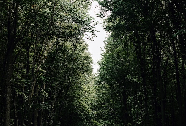 Weg in een dicht bos