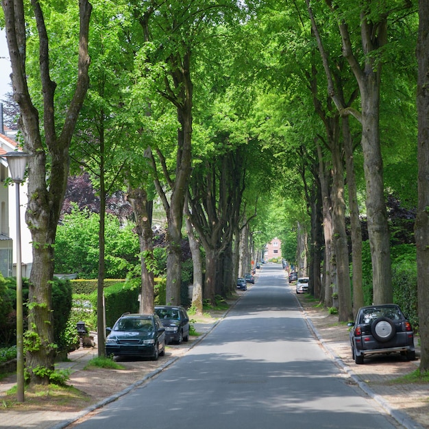 Weg in een stad met een rij bomen die de lucht volledig bedekken en geparkeerde auto's