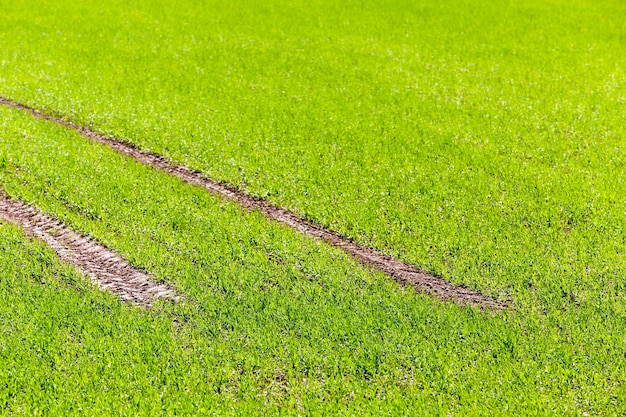 Weg in een veld