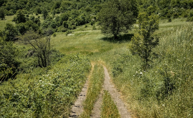 Weg in groen bos op bergachtergrond