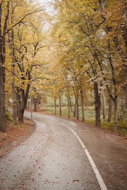 Weg in herfstbos