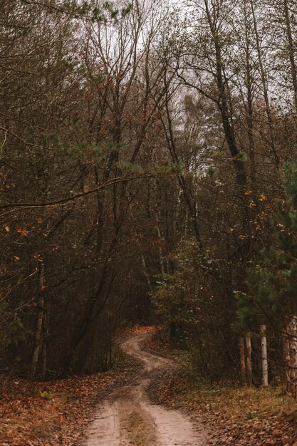 Weg in het bos in de herfst Wandelen en openluchtrecreatie Herfstlandschap