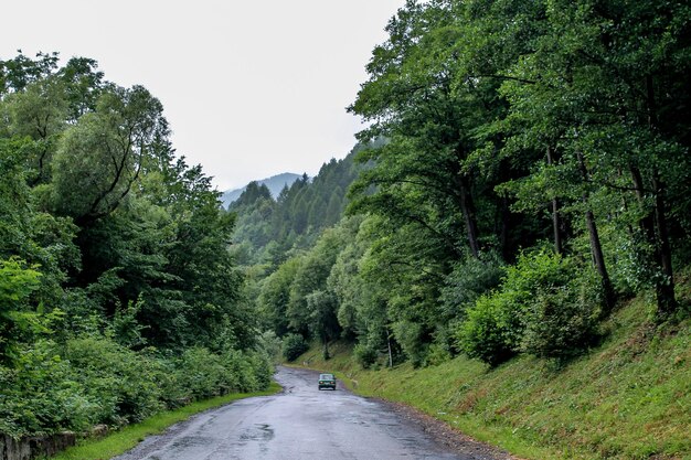 weg in het bos in de Karpaten West-Oekraïne