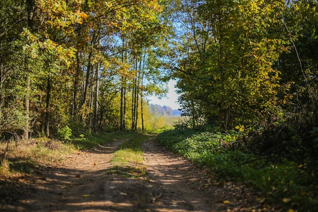 Weg in het bos overdag bedekt met herfstbladeren in de zon