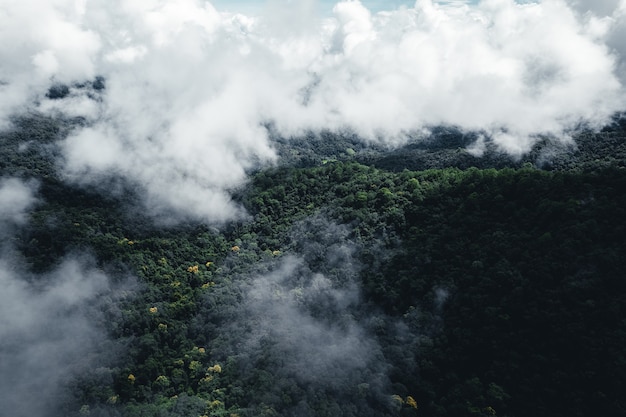 Weg in het bos regenseizoen natuur bomen en mist reizen