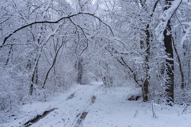 Weg in het bos wintertijd sneeuwscène