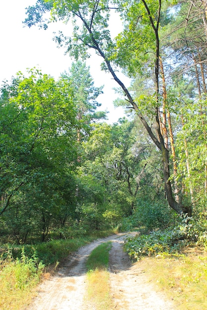 weg in het bos