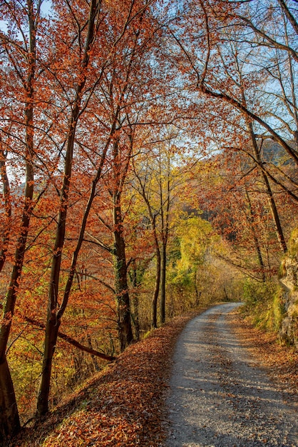 weg in het bos