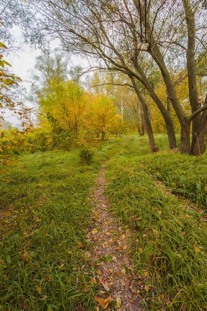 Weg in het bos