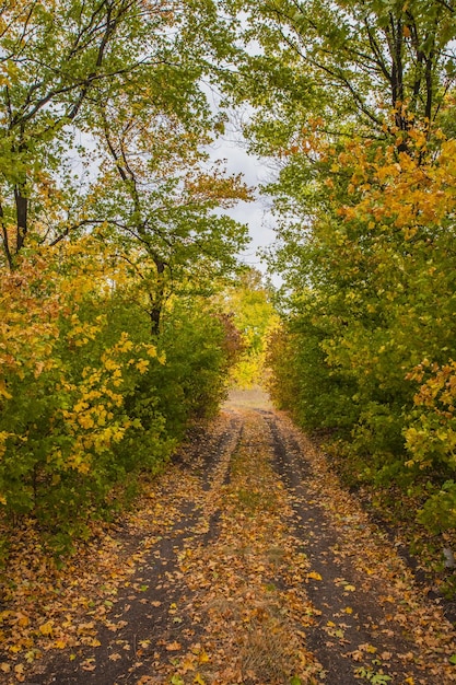 Weg in het bos