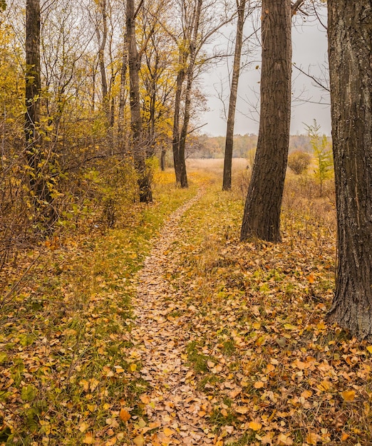 Weg in het bos