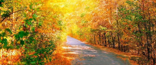 Weg in het de herfstbos. panorama