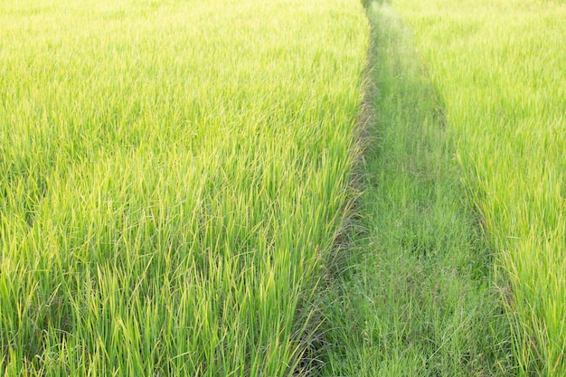 Weg in het groene veld.