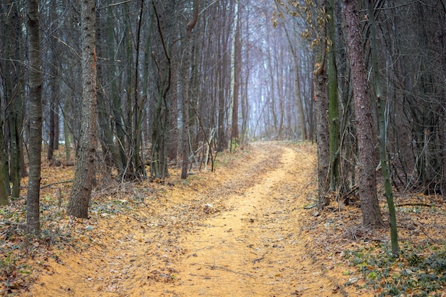 Weg in het herfstbos tussen droge dennenbomen_