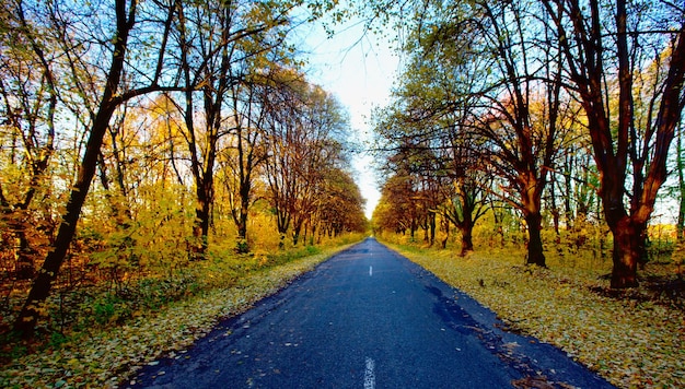 Weg in het herfstbos