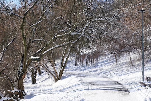 Weg in het park in de winter