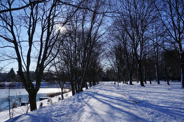 Foto weg in het park in de winter