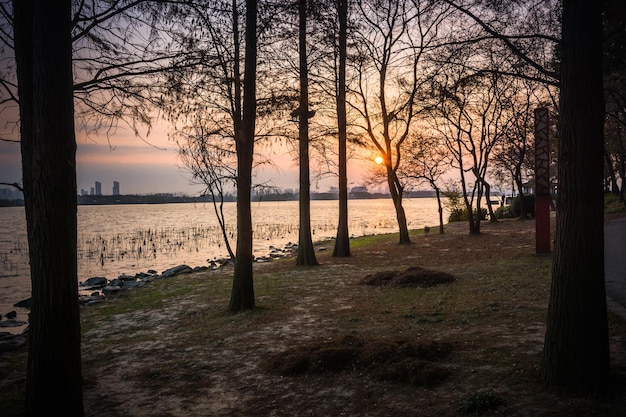 Weg in het Russische bos