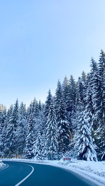 weg in het winterbos