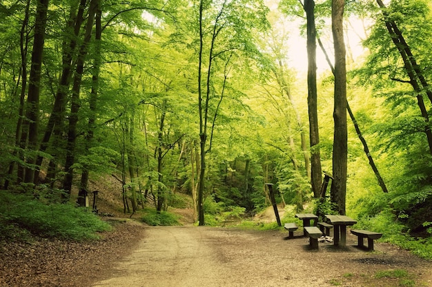 Weg in het zomerbos met kamp