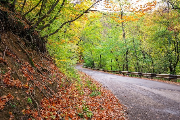 Weg in kleurrijk herfstbos. Samenstelling van de natuur