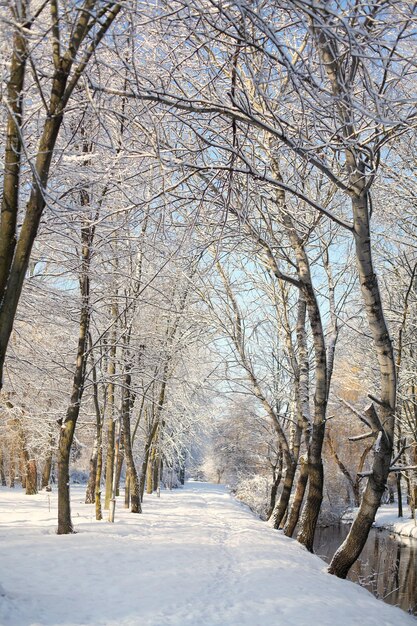 Weg in winterbos